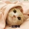 萌宠 喵星人 一起睡嘛 来一起睡觉 呆萌 可爱