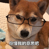 萌宠 狗 汪星人 你懂我的意思吧 搞怪