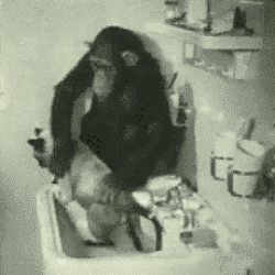 猴子 猫咪 洗澡 搞笑
