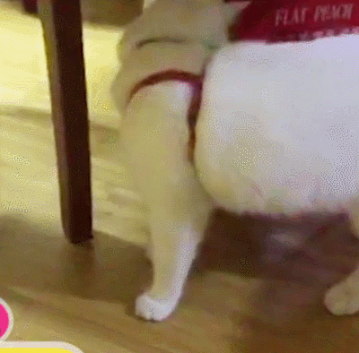 萌寵 動物 小狗 可愛 搞笑
