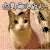 你是哪儿的人 猫咪