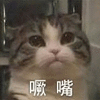 萌宠 猫 猫咪 喵星人 噘嘴 伤心 可爱