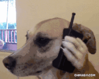 狗 打电话 眨眼 紧张 魔性 dog