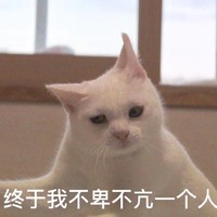 猫咪 终于我不卑不亢一个人 不开心 失落