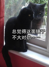 猫咪 认真 可爱 不大对劲