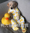 萌宠 汪星人 鸭力围绕着我 无奈 呆萌 可爱