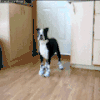 狗狗 穿鞋 恶搞 逗比