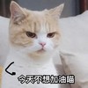 萌宠 喵星人 我今天不想加油 我好累啊 憨憨 傲娇