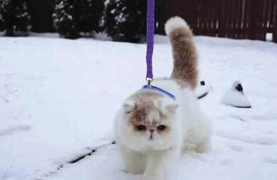 猫咪 雪地 行走 可爱