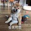 萌宠 汪星人 生无可恋 不开心 搞怪 逗