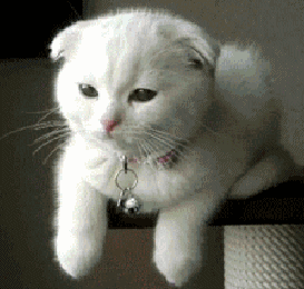 白猫 可爱 眨眼 约吗