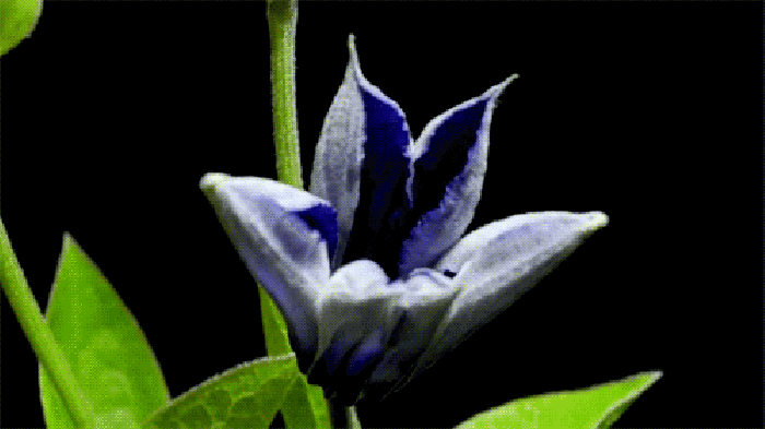 花朵  动画  唯美  蓝色
