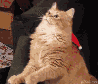 搞笑 喵星人 猫咪 可爱 萌宠
