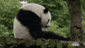 熊猫 可爱 无聊 萌