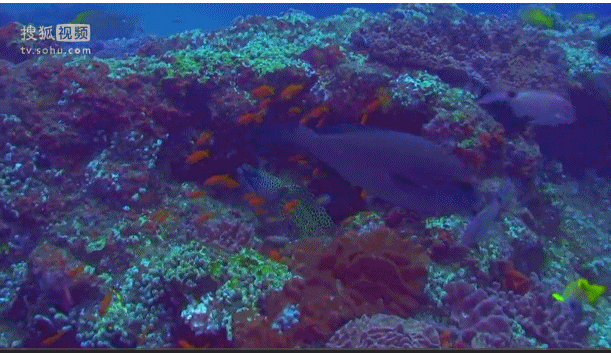 深海奇探 鱼群 珊瑚 游动