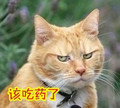 猫咪 该吃药了 嫌弃 忧伤 该吃药了