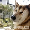 狗狗 可爱 灰色 吓人
