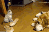 猫咪 狗 跳 拖鞋
