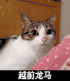 猫咪 乖巧 可爱 越前龙马