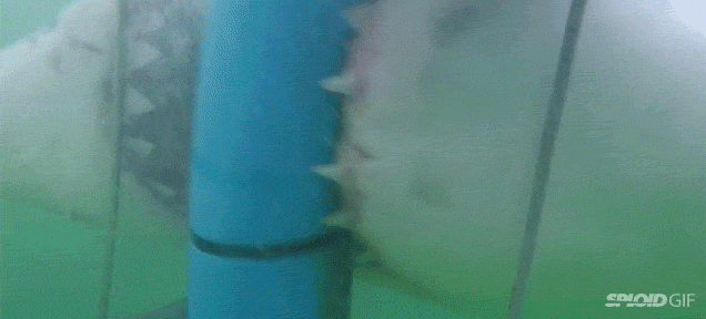 鲨鱼 大嘴 撕咬 吓人