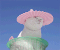 猫咪 可爱 萌宠 喵星人