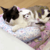 小奶猫 卖萌 撒娇睡觉