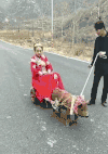 新娘子 猪拉车 马路 树木