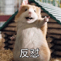 反对 拒绝 仓鼠