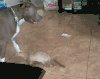 雪貂 ferret 小狗 害怕 跳跃