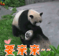 要亲亲 国宝 熊猫 卖萌 soogif soogif出品