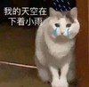 萌宠 喵星人 我的天空下着小雨 难受 呆萌 可爱