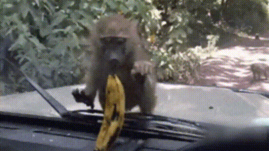 猴子 吃香蕉 激动 无奈
