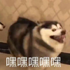 萌宠 汪星人 嘿嘿嘿 傻笑 呆萌 可爱