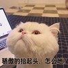 萌宠 猫星人 骄傲的抬起头 怎么地 搞怪 呆萌