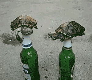啤酒 乌龟 爬 沙地
