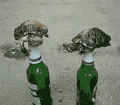 啤酒 乌龟 爬 沙地