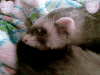 雪貂 ferret 睡觉 萌宠