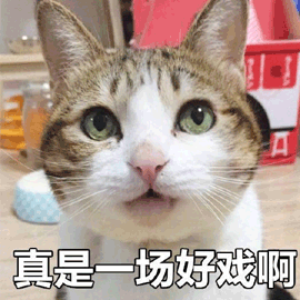 猫 好戏 搞怪