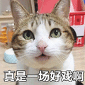 猫 好戏 搞怪