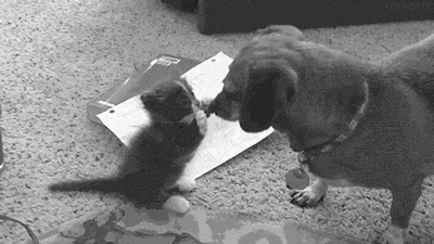 狗狗 猫咪 玩耍 有爱
