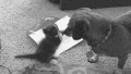 狗狗 猫咪 玩耍 有爱