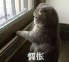 萌宠 喵星人 惆怅 思考人生 忧伤 惆怅