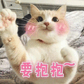 萌宠 猫咪 猫 喵星人 要抱抱 撒娇 撩