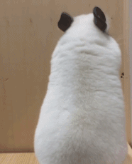 龙猫 屁屁 可爱 圆润