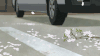 汽车 花瓣 飘落
