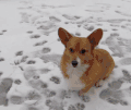 雪 动物 狗 咬 柯基 雪球 投掷雪球跳威尔士