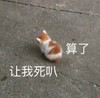 萌宠 喵星人 让我死吧 算了别管我了 可爱 憨憨
