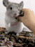宠物 搞笑 萌 摸啥摸 没吃的不给摸…… gif 人宠间