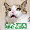 猫 蒙圈 怎么回事 可爱 呆萌