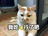 萌宠 猫星人 我吃柠檬行了吧 酸了 呆萌 可爱